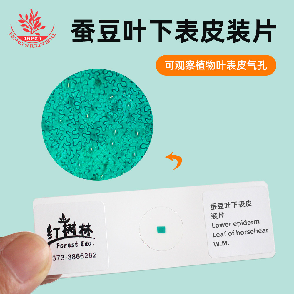 蚕豆叶下表皮装片清晰透亮易观察显微镜配套标本叶片气孔装片