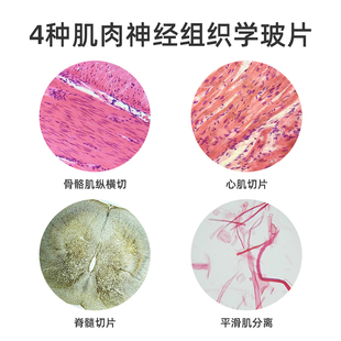 4种肌肉组织切片套装HE染色易观察含平滑肌分离装片骨骼肌纵横切