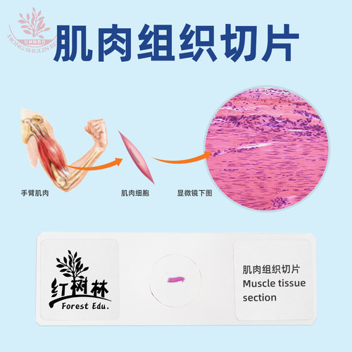 厂家直销中小学生物显微镜玻片
