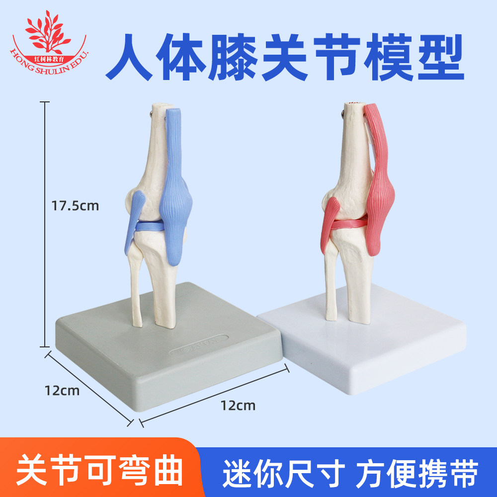 人体膝关节模型厂家直销教学模型
