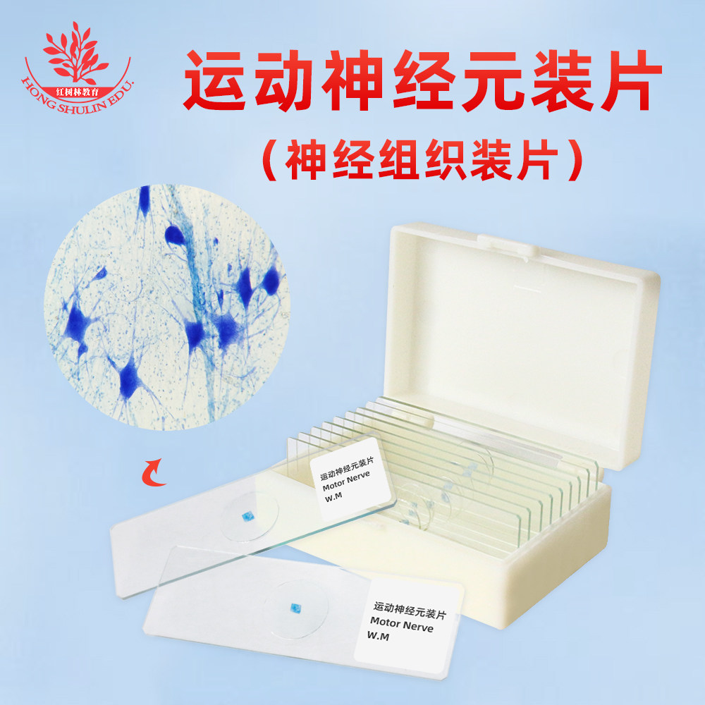 运动神经元装片高教标准制作组织清晰染色均匀教学用生物显微玻片