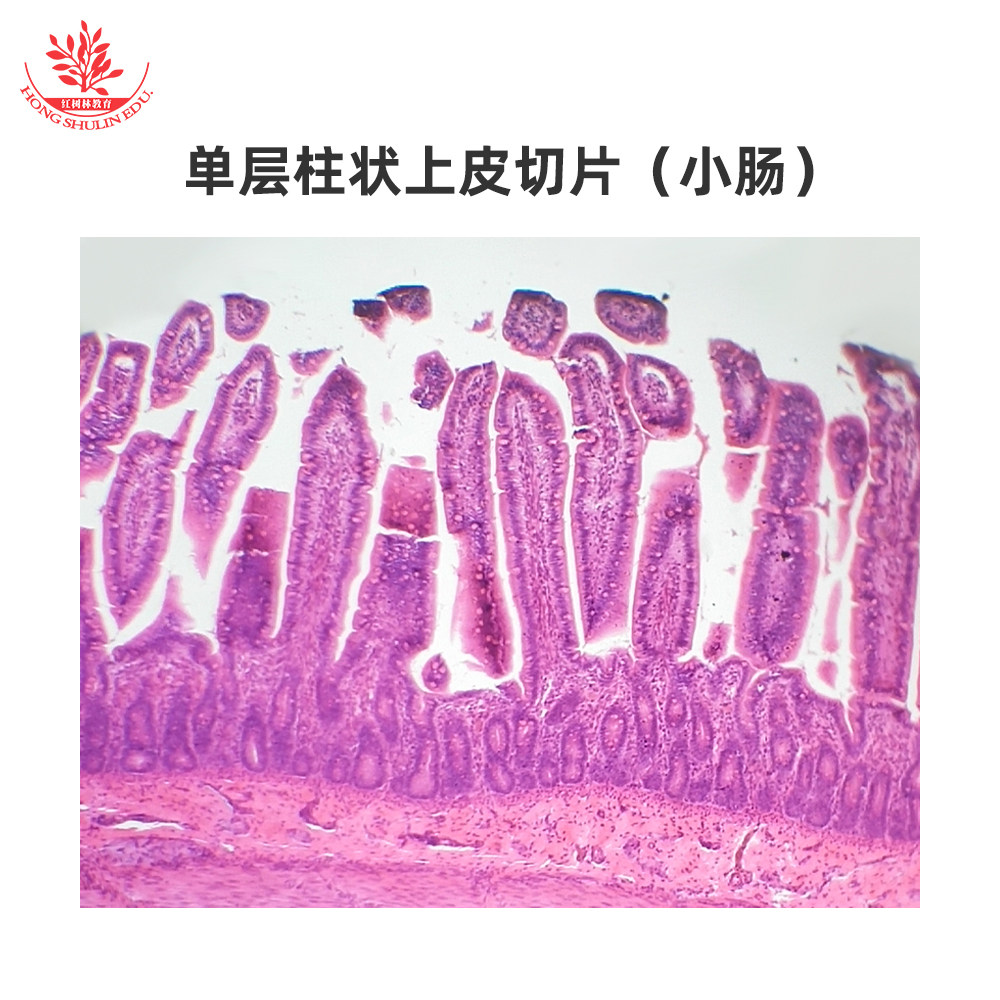 小肠切片变移上皮单层柱状纤毛上皮切片腺体上皮生物显微镜玻片