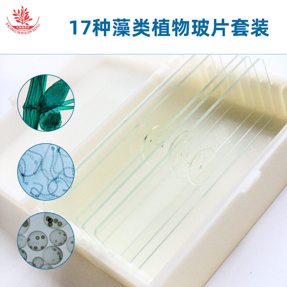 17种藻类植物显微镜标本切片厂家直销高教标准示教片念珠藻团藻