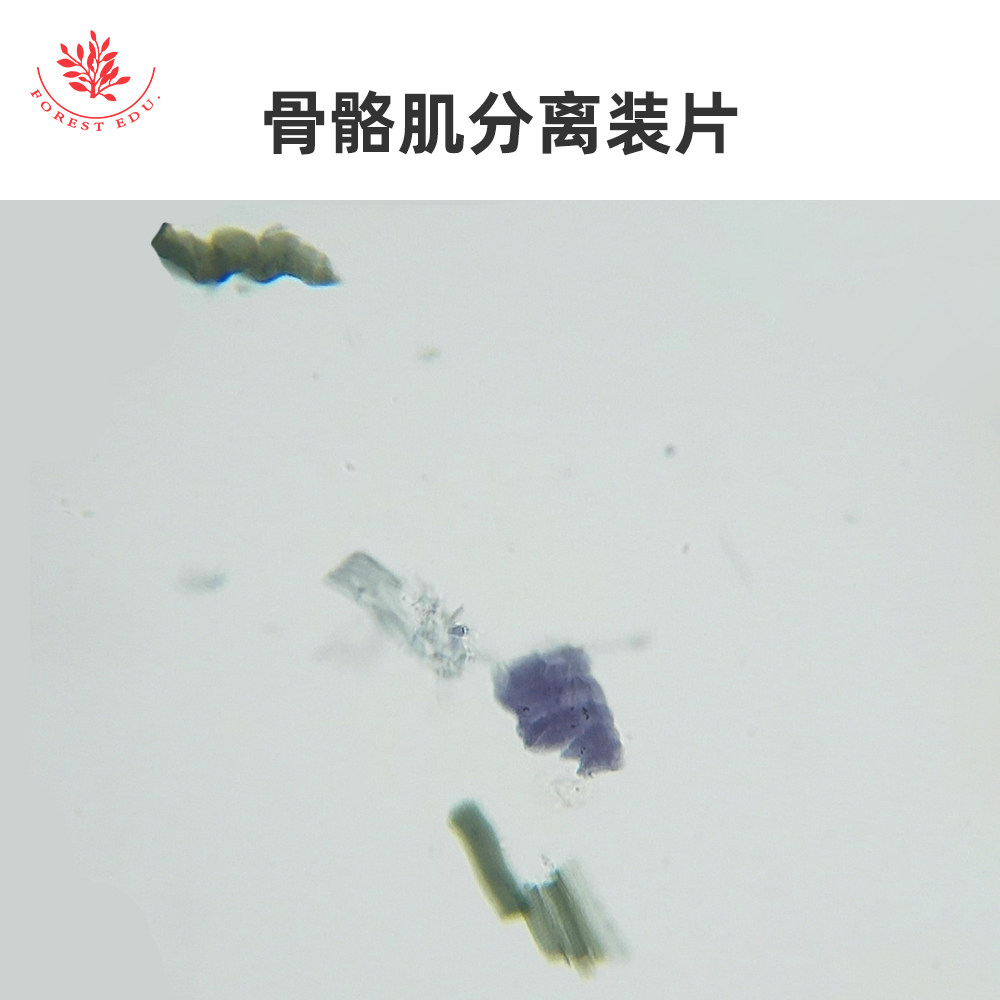 骨骼肌分离装片关节纵切硬骨横切人体组织类高教生物显微镜玻片