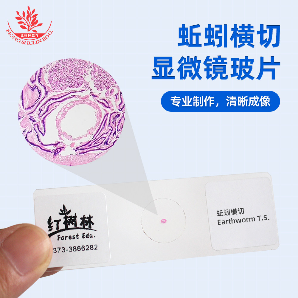 蚯蚓横切显微玻片标本显像各部分结构清晰易观察厂家直销教学玻片