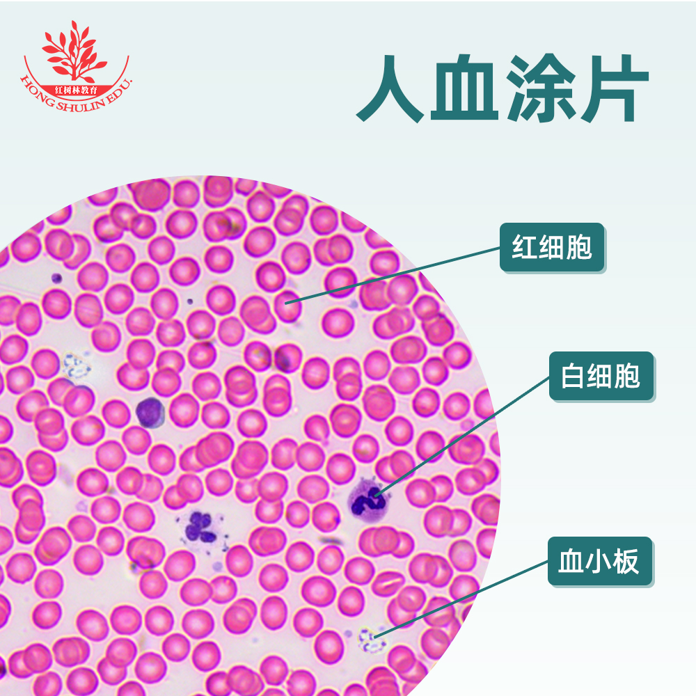 人血涂片红细胞白细胞显像清晰易观察生物显微镜标本切片显微玻片-封面