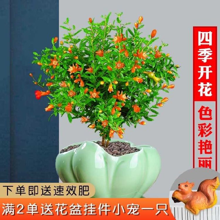 石榴花盆栽四季开花植物室内外庭院植物观赏果树苗可结果花卉植物