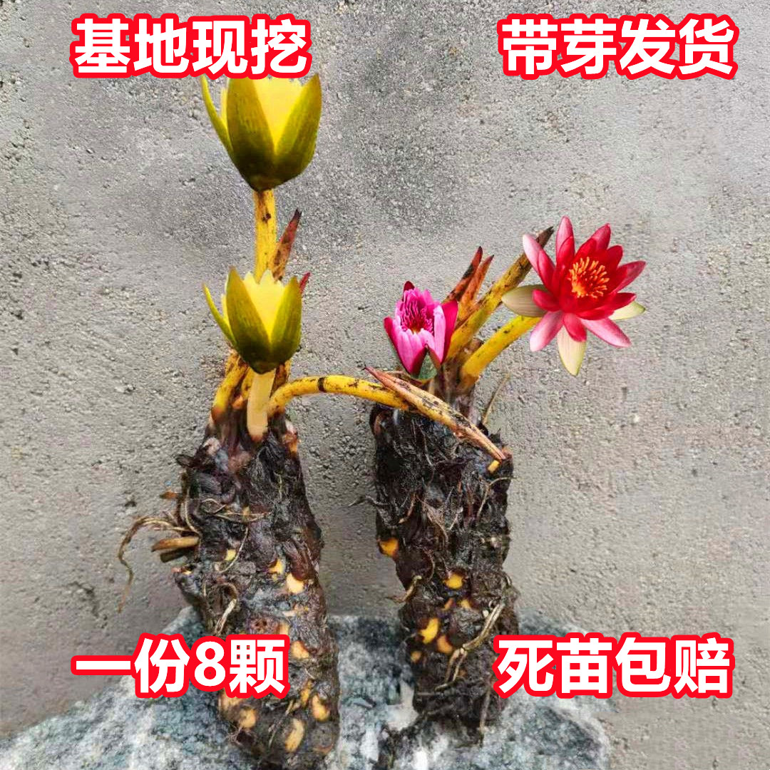 睡莲水培植物四季带花水池塘莲花根块水养花卉盆栽碗莲花根茎带芽