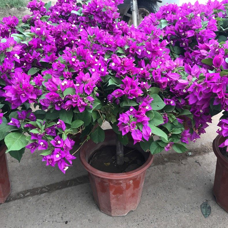 新品种勤花重瓣三角梅盆栽带花耐寒庭院爬藤老桩树苗四季开花绿樱