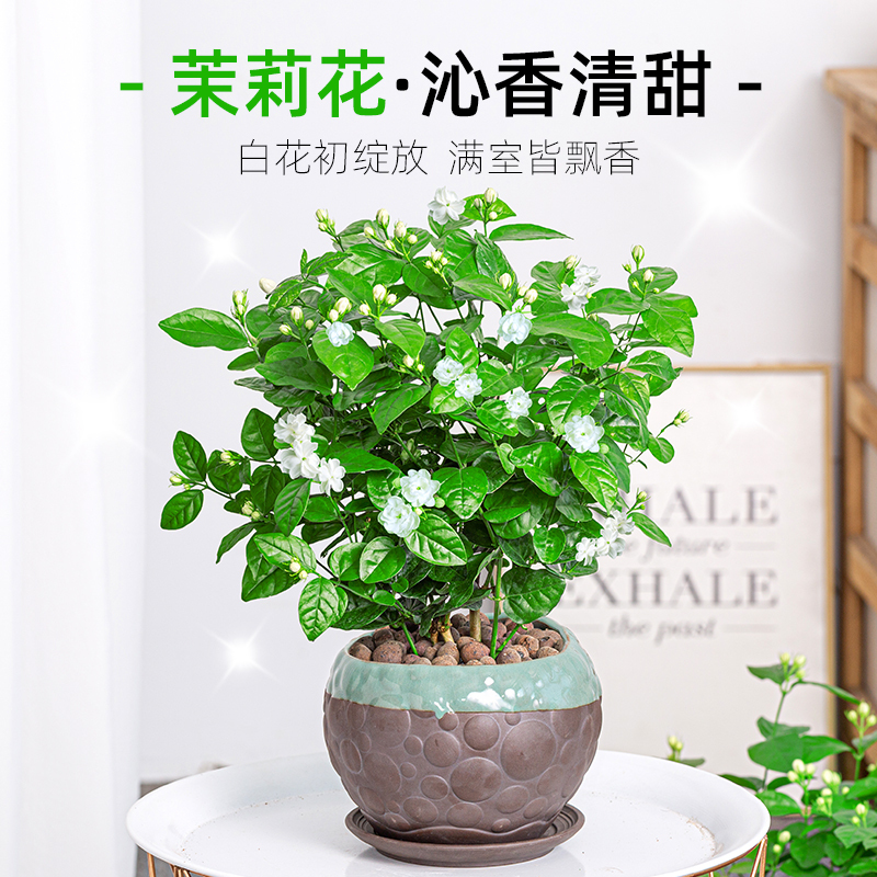 茉莉花盆栽重瓣开花浓香四季好养室内阳台庭院驱蚊防蚊观花卉绿植