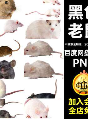 棕色大鼠手绘抠png老鼠PNG扣动物老鼠背景白色抠20款PN