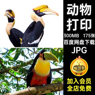 175张鸟类设计高清飞禽生物鸟类动物摄影图片巨嘴JPG喷绘打印素材