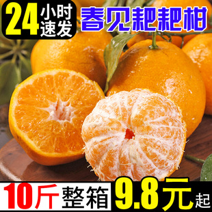 春见耙耙柑橘子新鲜10斤蜜橘桔子当季时令应季水果整箱柑橘
