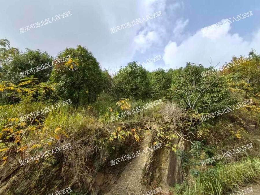 重庆市垫江县杠家镇双溪村5社的林权