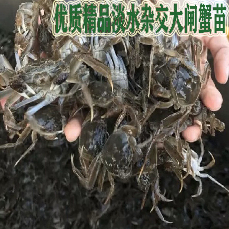 正宗大闸蟹苗活苗淡水蟹苗活苗蟹苗活苗蟹苗活苗蟹苗活苗蟹苗活苗