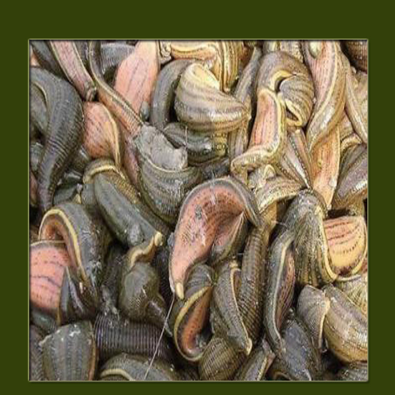 水蛭活的蚂蟥活蚂蝗活苗养殖药用蚂蝗活体苗1斤包活