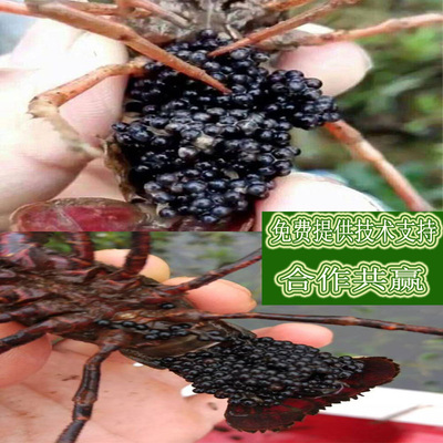 小龙虾养殖幼苗淡水盱眙小龙虾