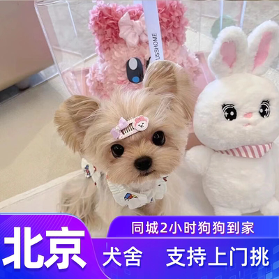 北京约克夏犬舍纯种质保上门挑