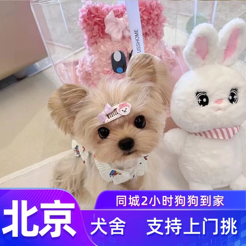 北京约克夏犬舍纯种质保上门挑