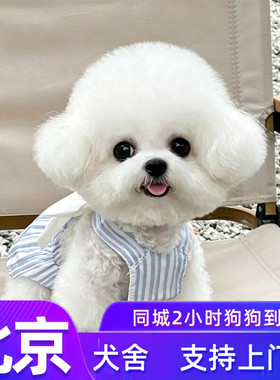 北京纯种韩系比熊幼犬不掉毛