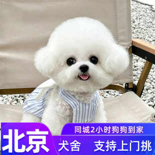 北京纯种韩系比熊幼犬宠物小狗狗活体犬舍小型犬公母小体不掉毛狗