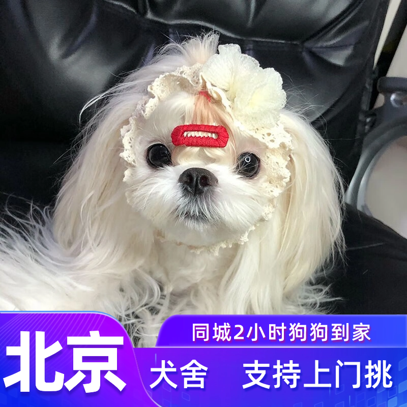 北京犬舍宠物狗马尔济斯上门挑