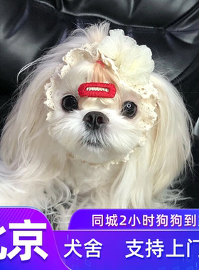 北京马尔济斯犬舍纯种可上门挑