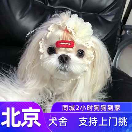北京纯种马尔济斯幼犬马尔泰双血统茶杯小玛尔济斯活体宠物狗犬舍
