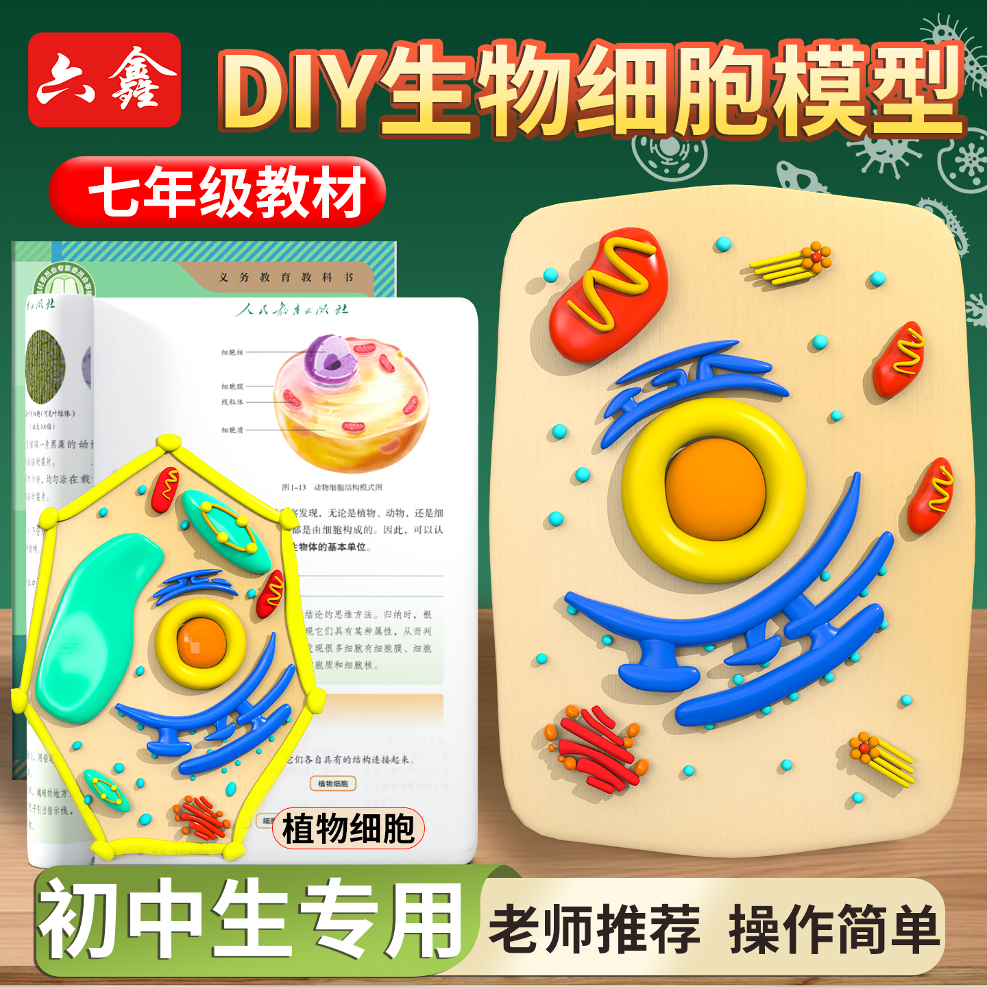 初中生物动植物真核细胞模型