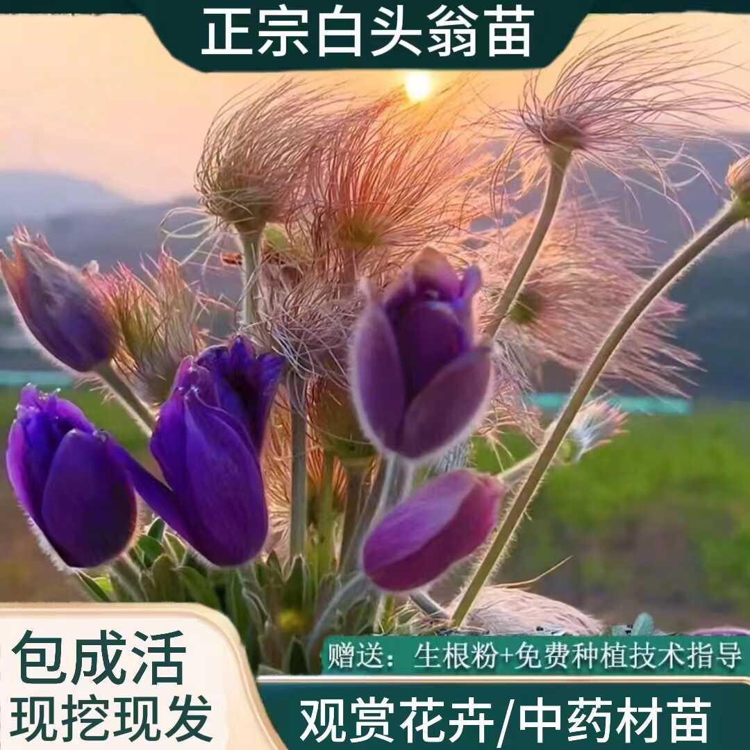 白头翁花苗盆栽中药材草本花卉