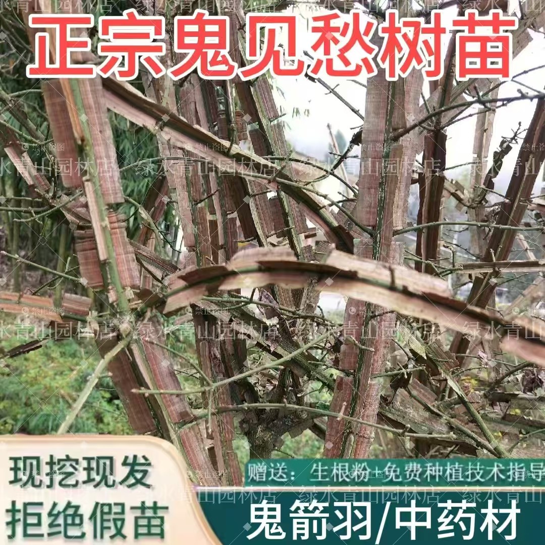 批发鬼见愁树苗正宗鬼箭羽树苗宽翅大羽镇宅盆景素材卫矛中药材苗