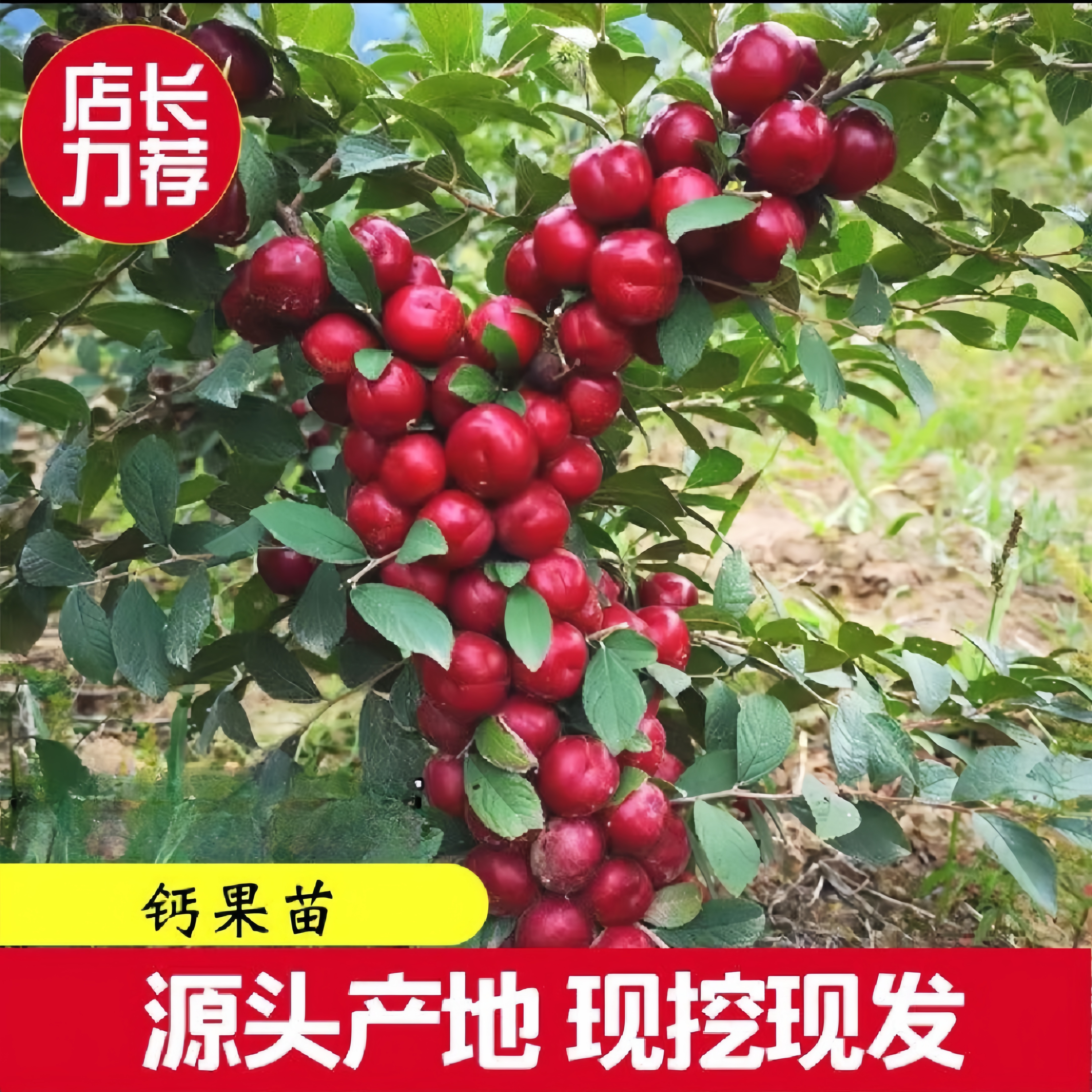 盆栽地栽欧李果苗钙果苗补钙鲜果