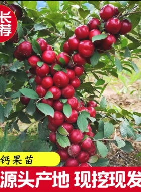 欧李果苗钙果苗鲜果中华钙果当年开花结果补钙盆栽地栽种子果树苗