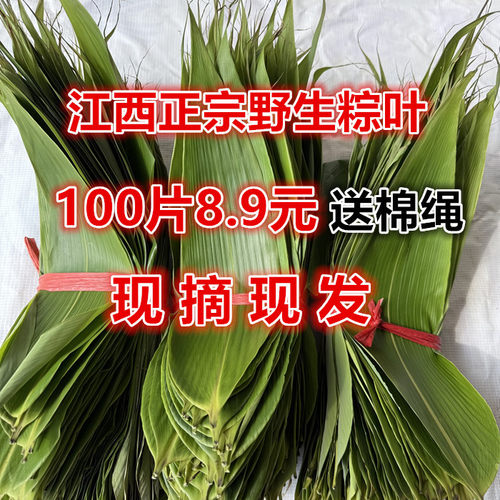粽叶新鲜粽子叶江西正宗箬叶现摘现发野生粽叶大叶家用专用端午包