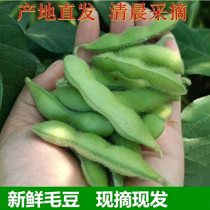 毛豆新鲜嫩毛豆农家自种带壳毛豆现摘毛豆角黄豆5斤江西当季蔬菜