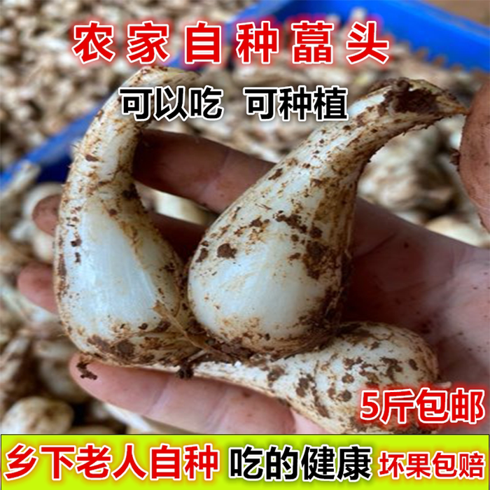 藠头新鲜荞头农家自种现挖叫头教头茭头5斤江西特产茭白糖醋泡菜