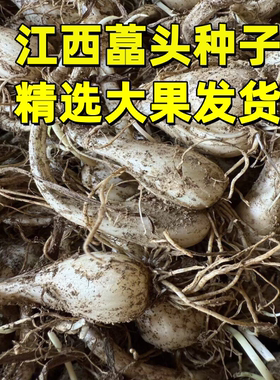 藠头新鲜荞头种子茭头农家自种叫头现挖带根须当季蔬菜江西农产品