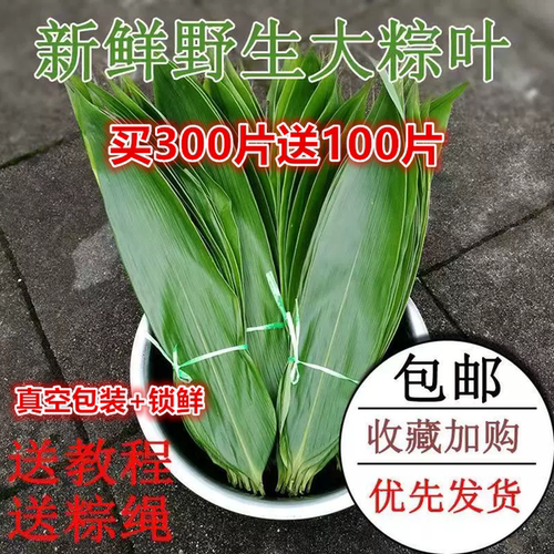 粽叶新鲜粽子叶箬叶现摘野生粽叶精选特大号家用专用端午节包粽子