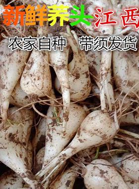 江西新鲜荞头藠头带根须可种植