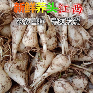 新鲜荞头藠头茭头农家自种现发现挖带须荞头江西教头5斤教头蒜白