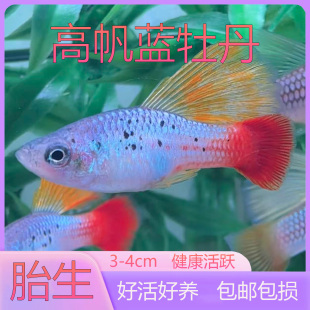 高帆蓝牡丹胎生鱼蓝鸳鸯高鳍繁殖草缸好养耐活新手入门