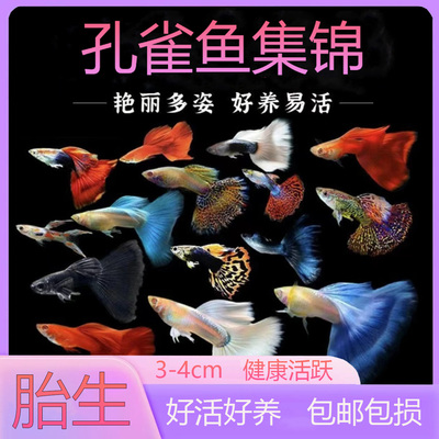 热带鱼观赏鱼孔雀鱼大尾巴好养