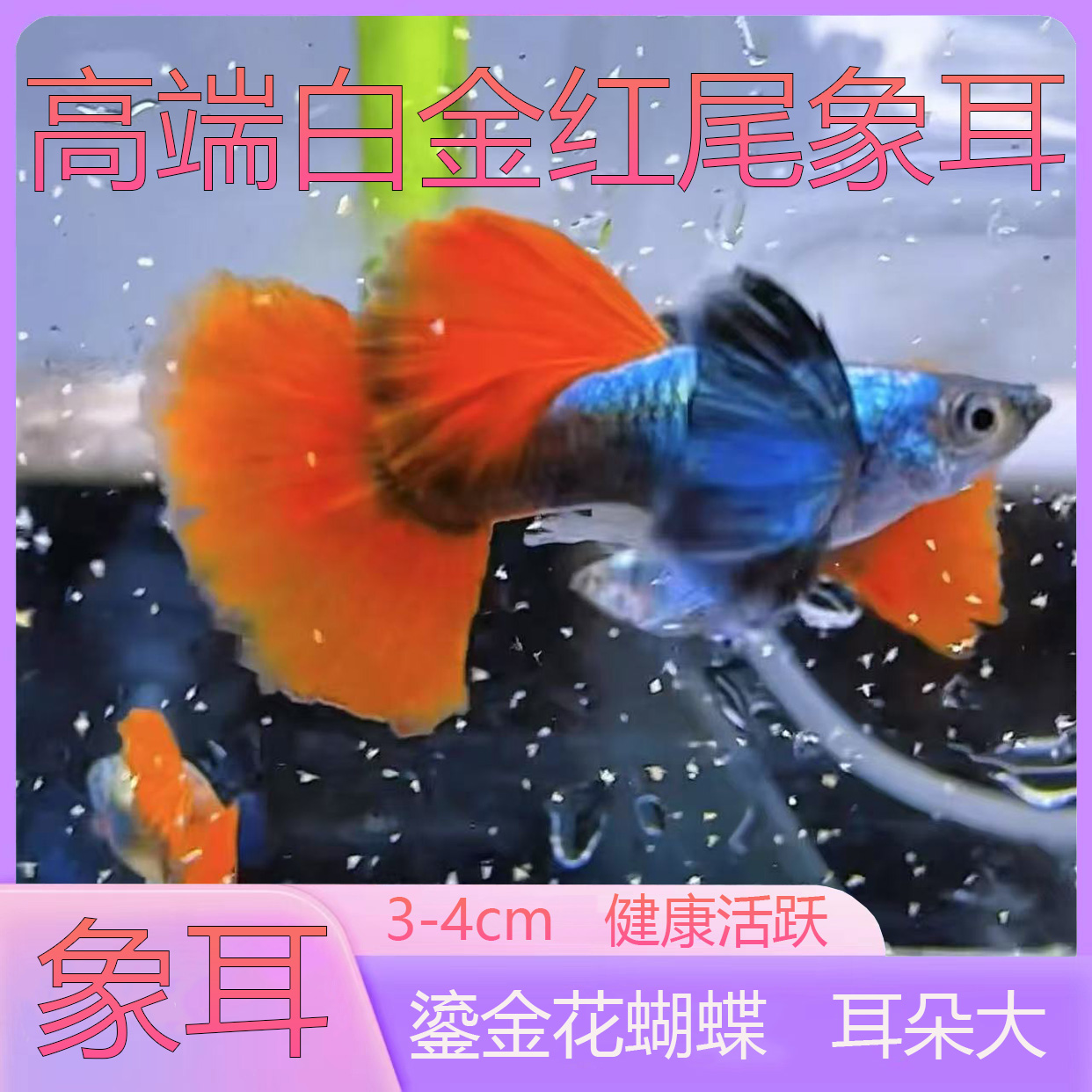 孔雀鱼精品纯种带孕白金红尾象耳观赏鱼小鱼活鱼苗热带鱼小型孕母