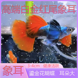 孔雀鱼精品纯种带孕白金红尾象耳观赏鱼小鱼活鱼苗热带鱼小型孕母