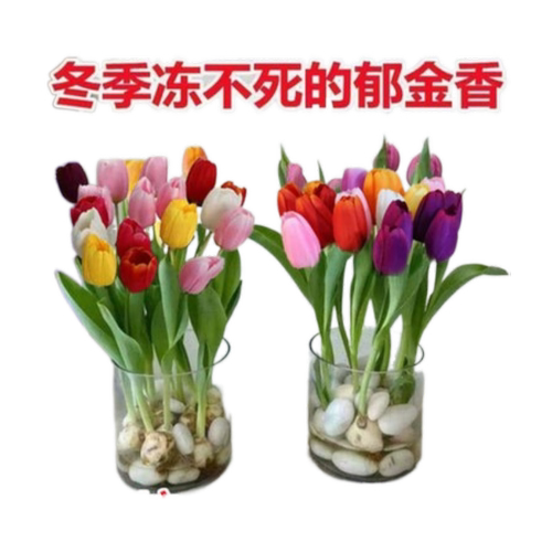荷兰水培郁金香种球花卉盆栽重瓣植物室内外四季开花好养活花耐寒