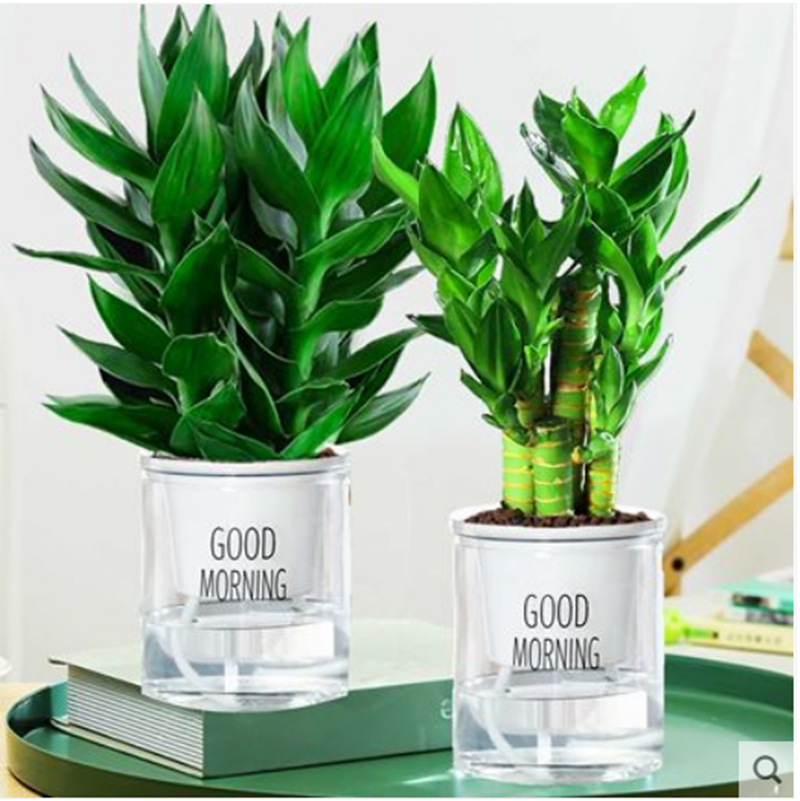 室内富贵竹观音竹竹子带根转运竹