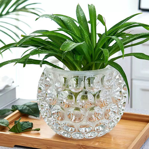 水培植物吊兰水养植物带花瓶