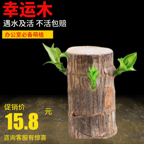 新奇巴西木夏季水培植物