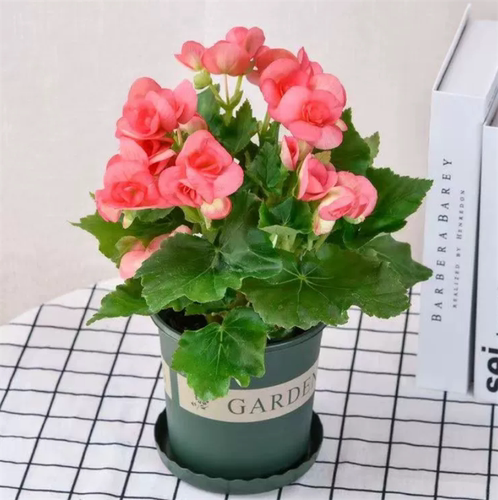 带花发货玫瑰海棠盆栽花苗