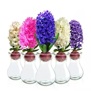 荷兰进口洋水仙花风信子种球盆栽风信子水培套装水养植物土培冬季